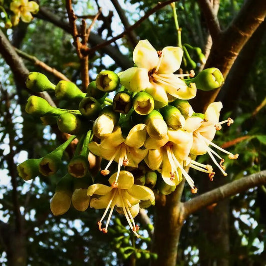 Green Ceiba Pentandra Flower seeds for Planting - Perfect for Borders, Heirloom & GMO Free Seeds for Home Garden
 
 Sale for planting in home garden.