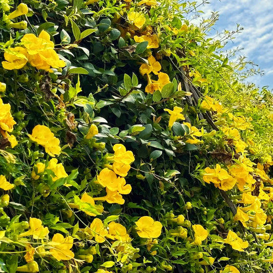 Dolichandra (Dolichandra Flower) seeds for planting in home garden