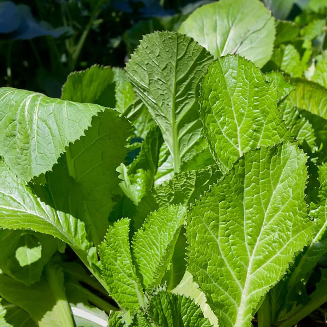 辛くないマスタード野菜の種