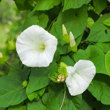 Mondblumensamen, weiße Blüten