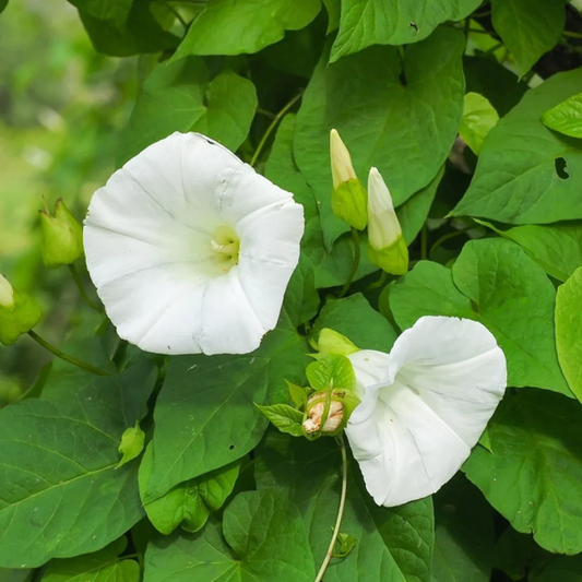 Mondblumensamen, weiße Blüten