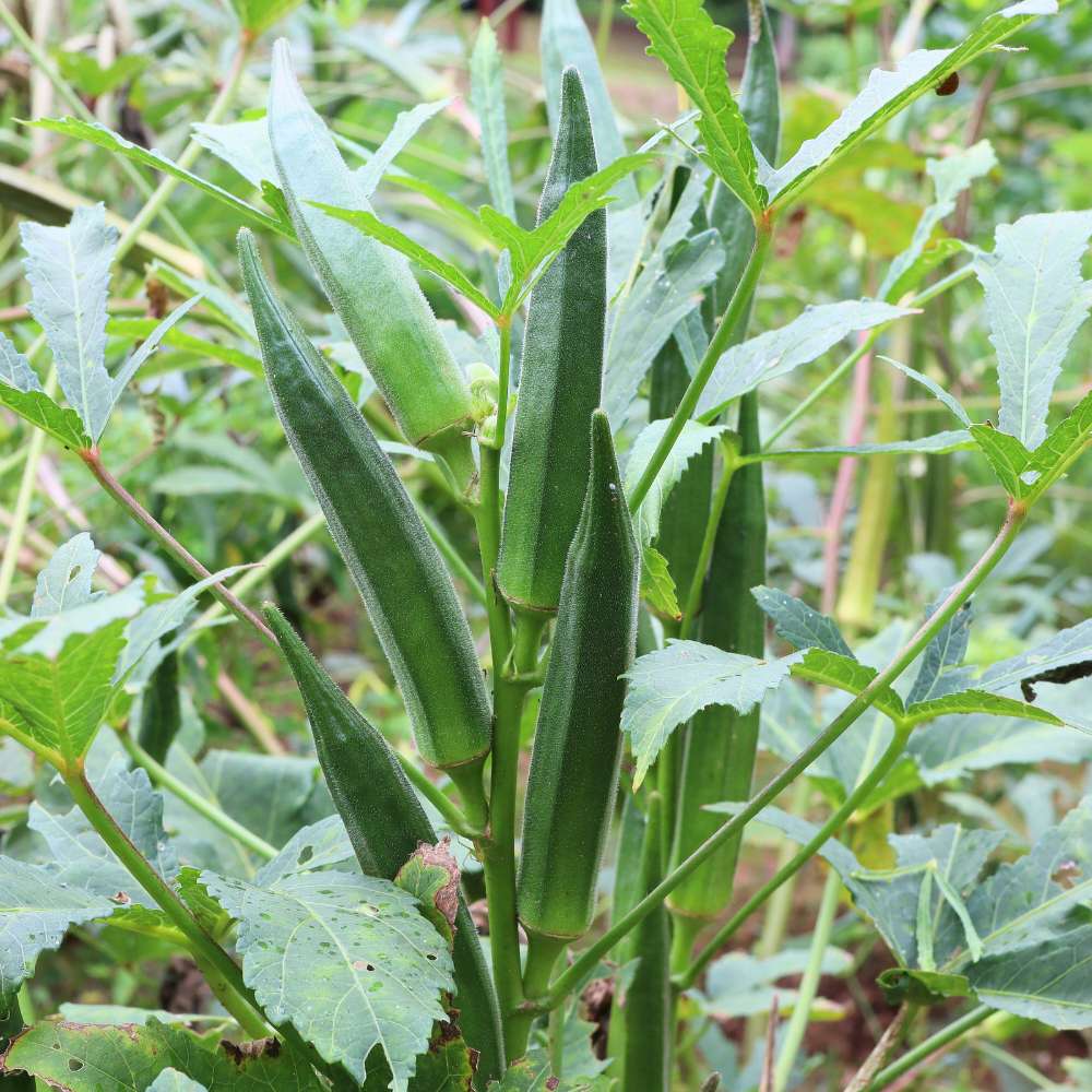 Okra Warm-Season Vegetable Seeds