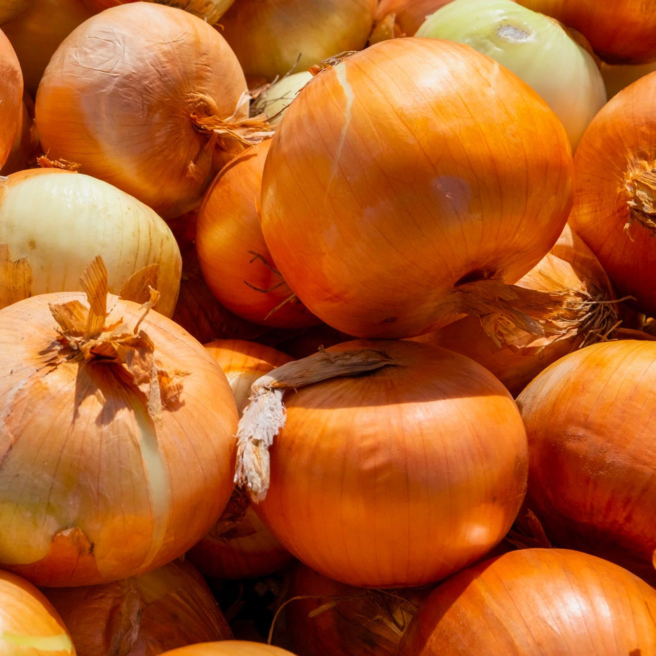 Yellow Onion Vegetable Seeds