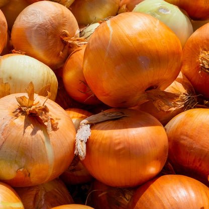 Yellow Onion Vegetable Seeds