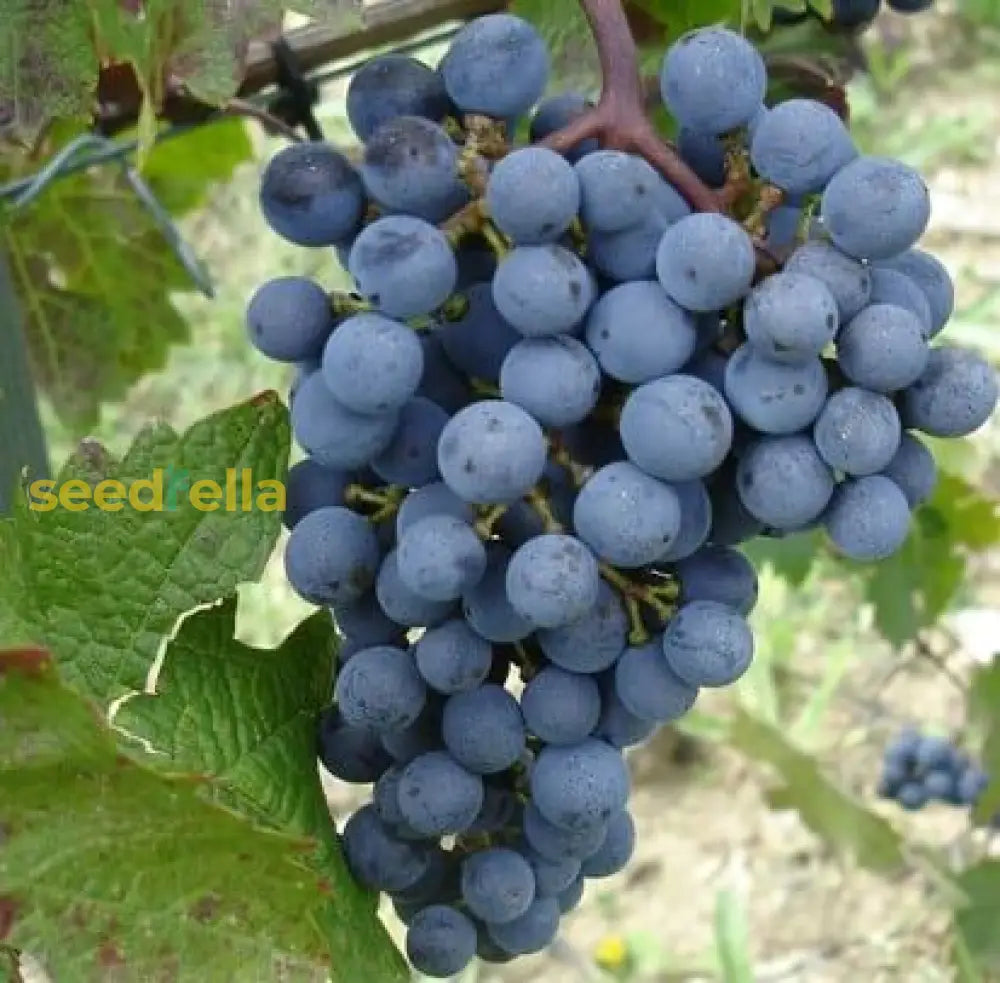 Uva Trepadoras Climbing Fruit Seeds For Planting: Grow Your Own Delicious Grapes heirloom non-gmo organic garden seeds