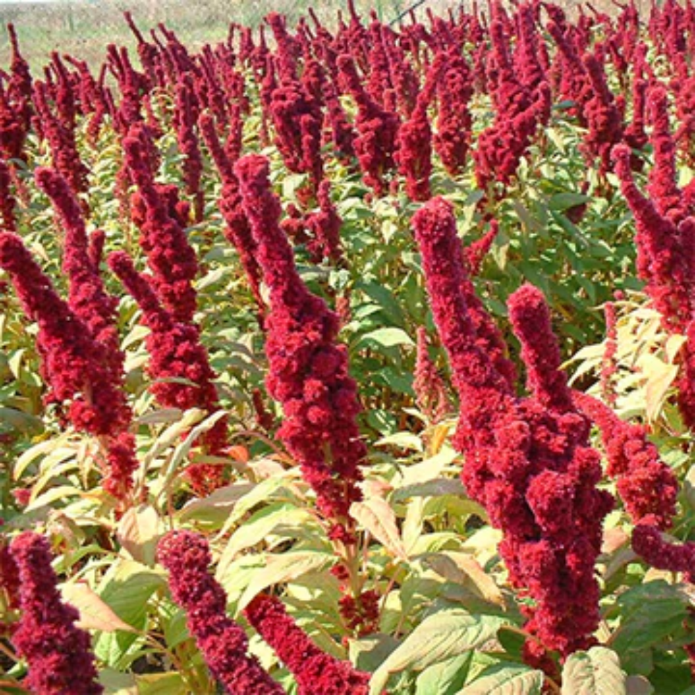 Amaranthus Red Garnet Seeds - Vibrant Red Leafy Green for Culinary & Ornamental Use