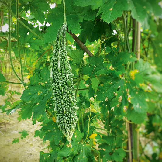 Semi di verdura di melone amaro
