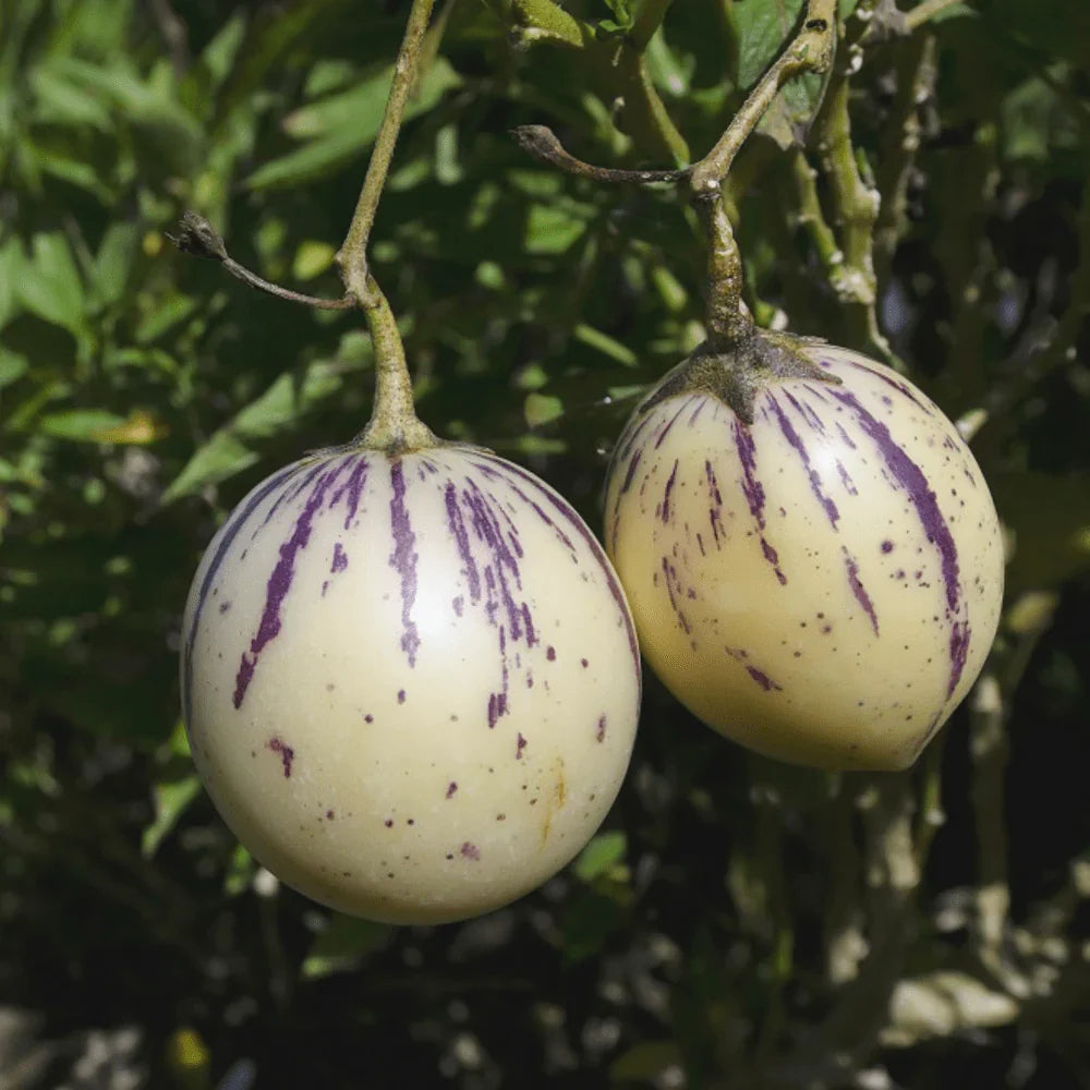 White Purple Pepino Melon Fruit Seeds For Sweet Harvest Planting heirloom non-gmo organic garden seeds