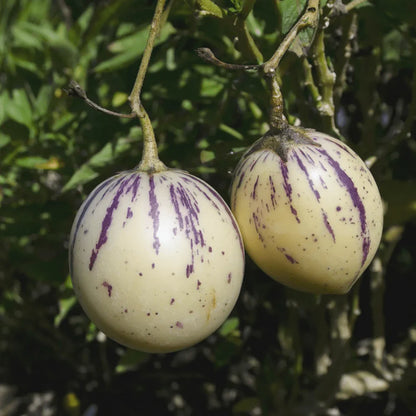 White Purple Pepino Melon Fruit Seeds For Sweet Harvest Planting heirloom non-gmo organic garden seeds