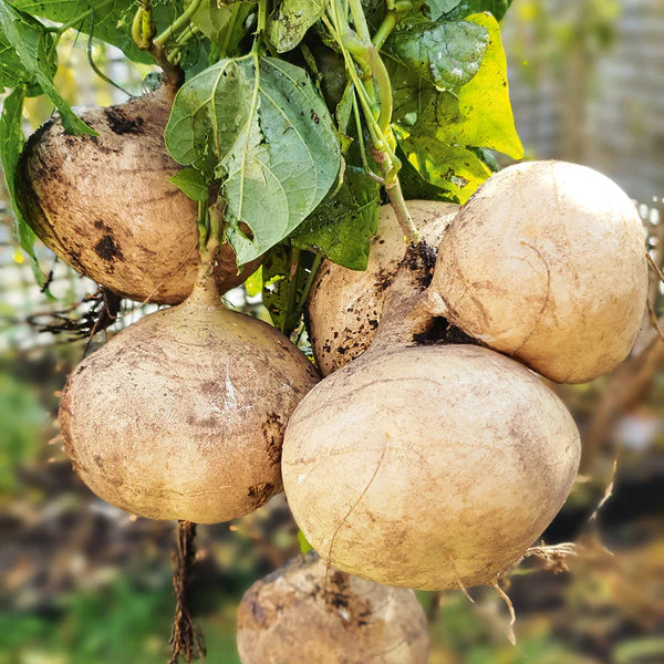 Jicama Vegetable Seeds