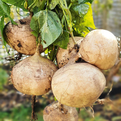 Jicama Vegetable Seeds