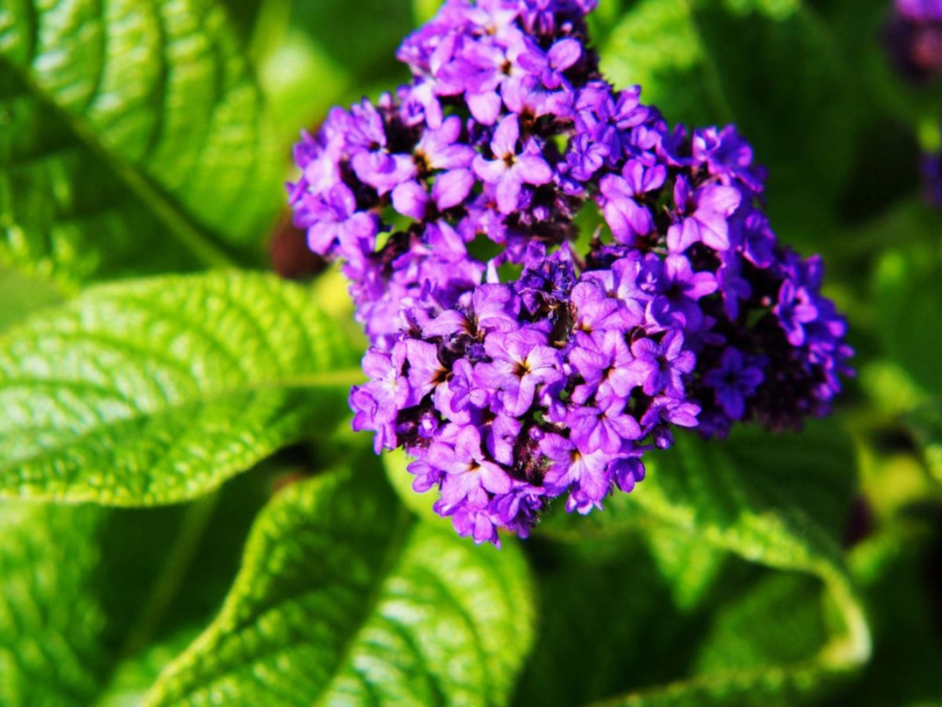 Heliotrope Flower Seeds