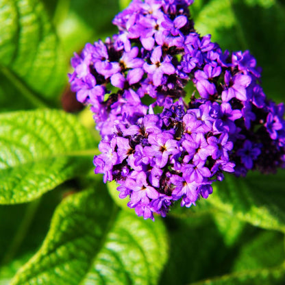 Heliotrope Flower Seeds