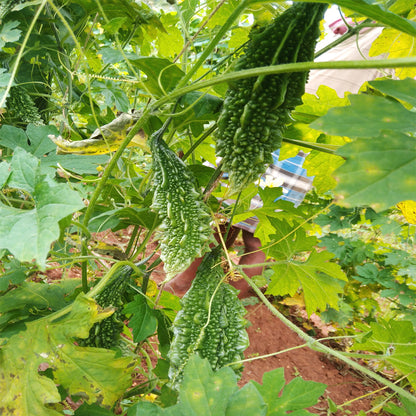 Bitter Melon Vegetable  Seeds