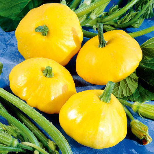 Jakobsmuschelkürbis Patty Pan Sunburst Fruchtsamen