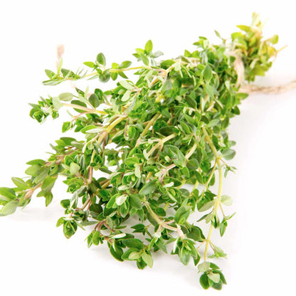 German Winter Thyme Herb Seeds
