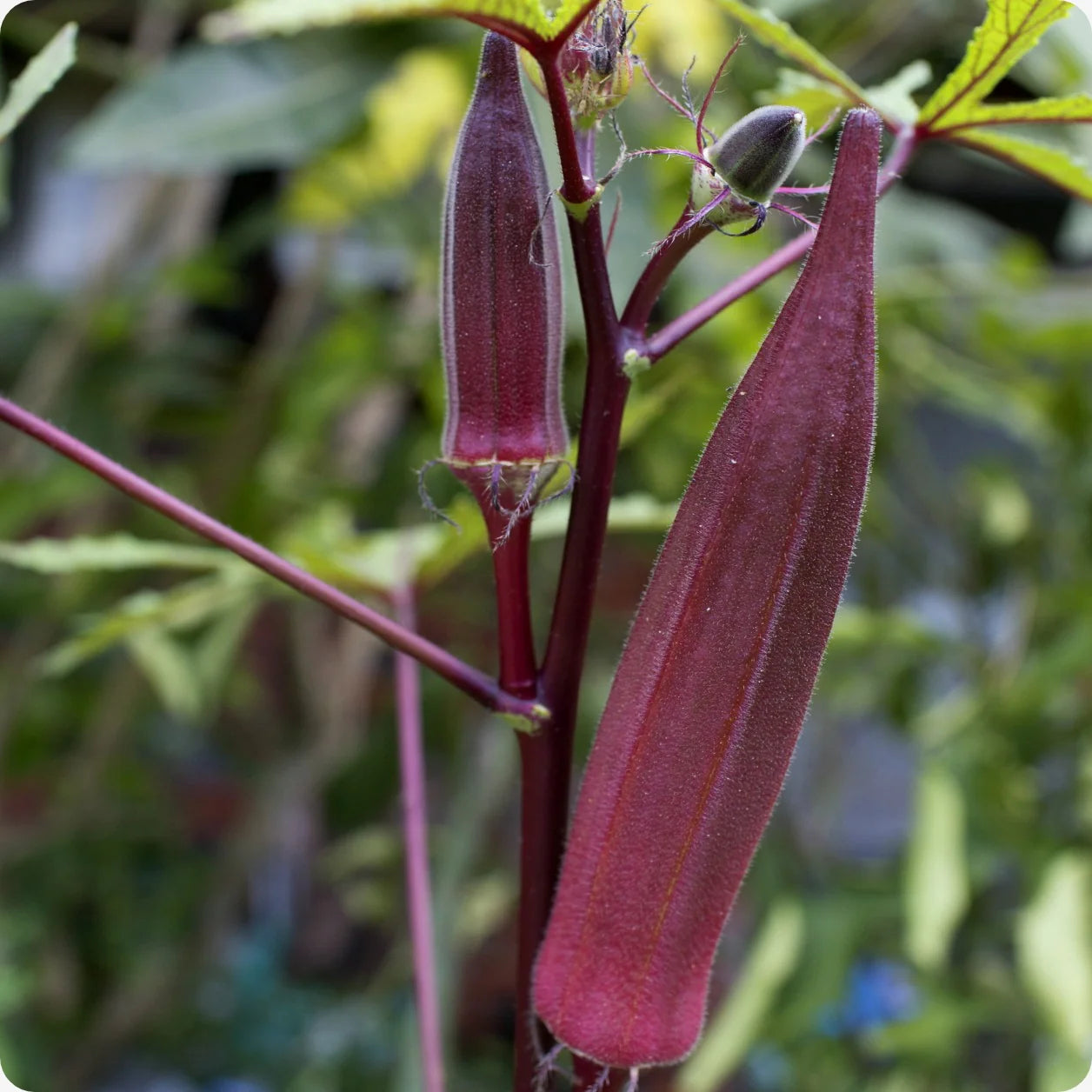 Burgundy Okra Vegetable Seeds