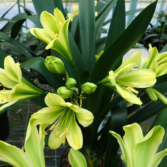 Green Clivia Flower Seeds