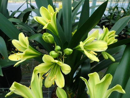 Green Clivia Flower Seeds