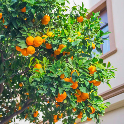 plant an orange tree from seed Orange Tree Fruit Seeds for Planting – Heirloom, Non-GMO, Easy to Grow – Pure Asia Seeds