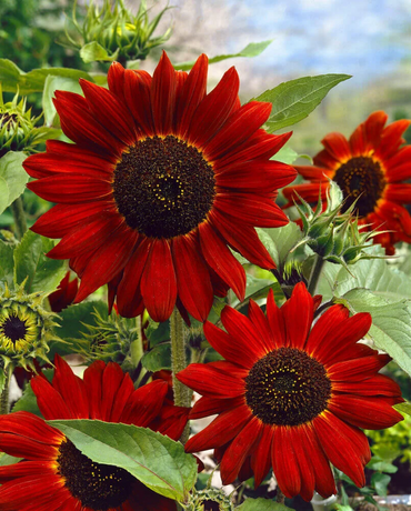 Velvet Queen Sunflower Seeds