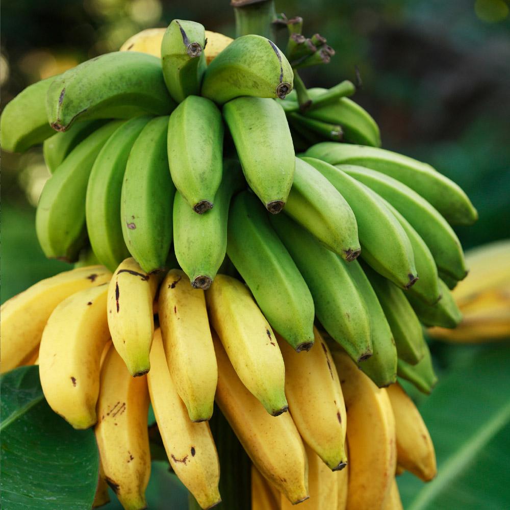 Dwarf Banana Fruit Seeds