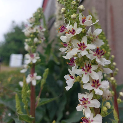 Wedding Candles Verbascum Chaixii Flower Seeds