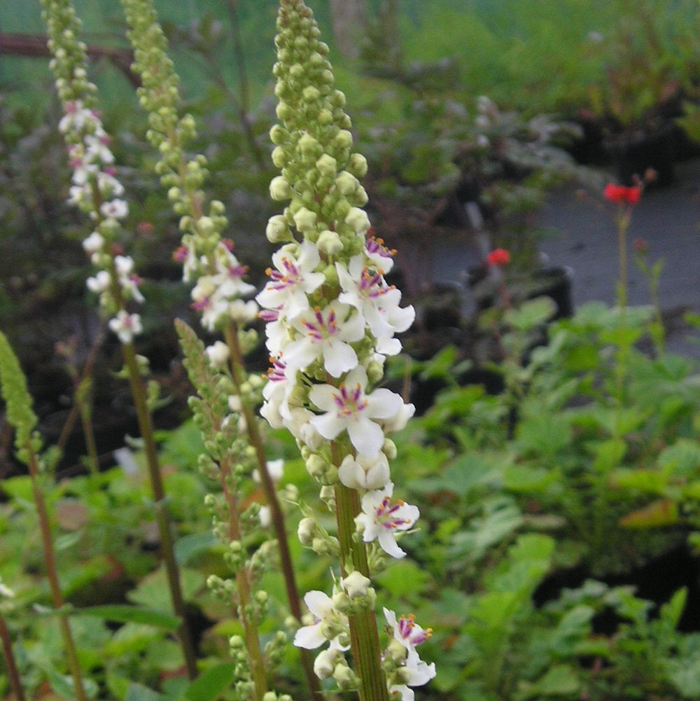Wedding Candles Verbascum Chaixii Flower Seeds