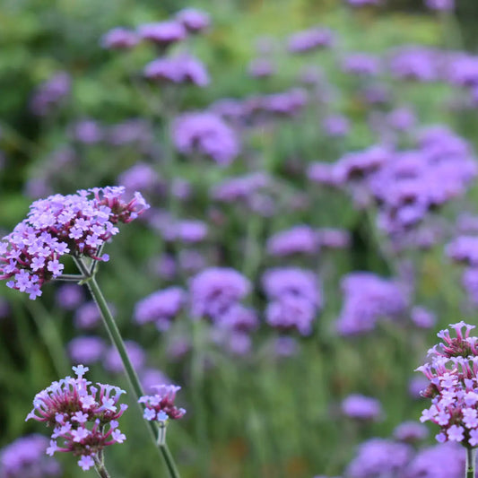 Buenos Aires Verbena Blumensamen