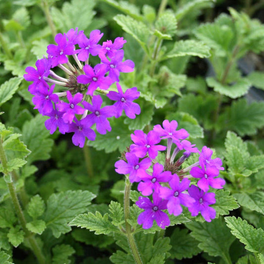 Purple Moss Verbena Flower seeds for Planting - Pollinator Friendly, Heirloom & GMO Free Seeds for Home Garden
 
 Sale for planting in home garden