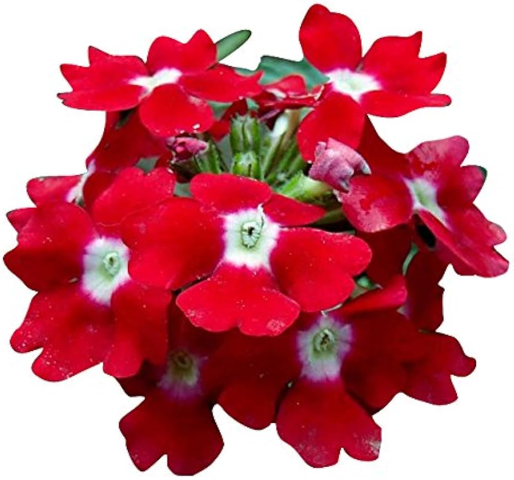 Verbena Didyma Red Flowers for Garden