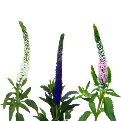 Speedwell Veronica Flower Seeds