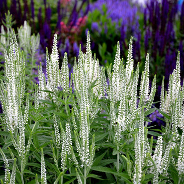 Semi di Erba Veronica Speedwell Bianca