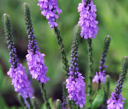 Hoary Vervain Flower Seeds