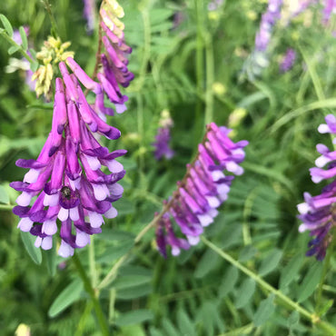 Hairy Vetch Flower Seeds