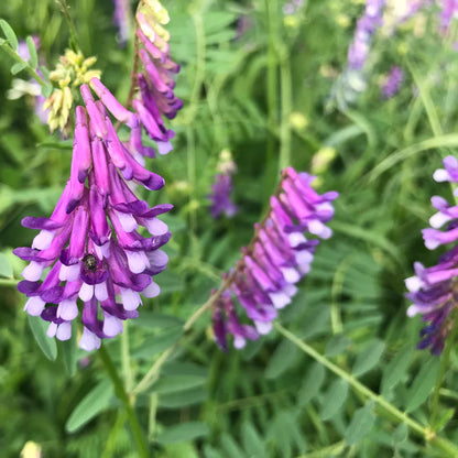 Hairy Vetch Flower Seeds