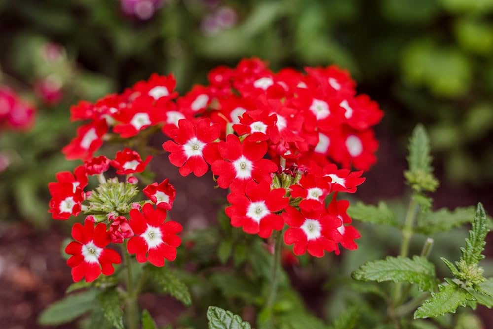 Vibrant Red Verbena Garden Blooms