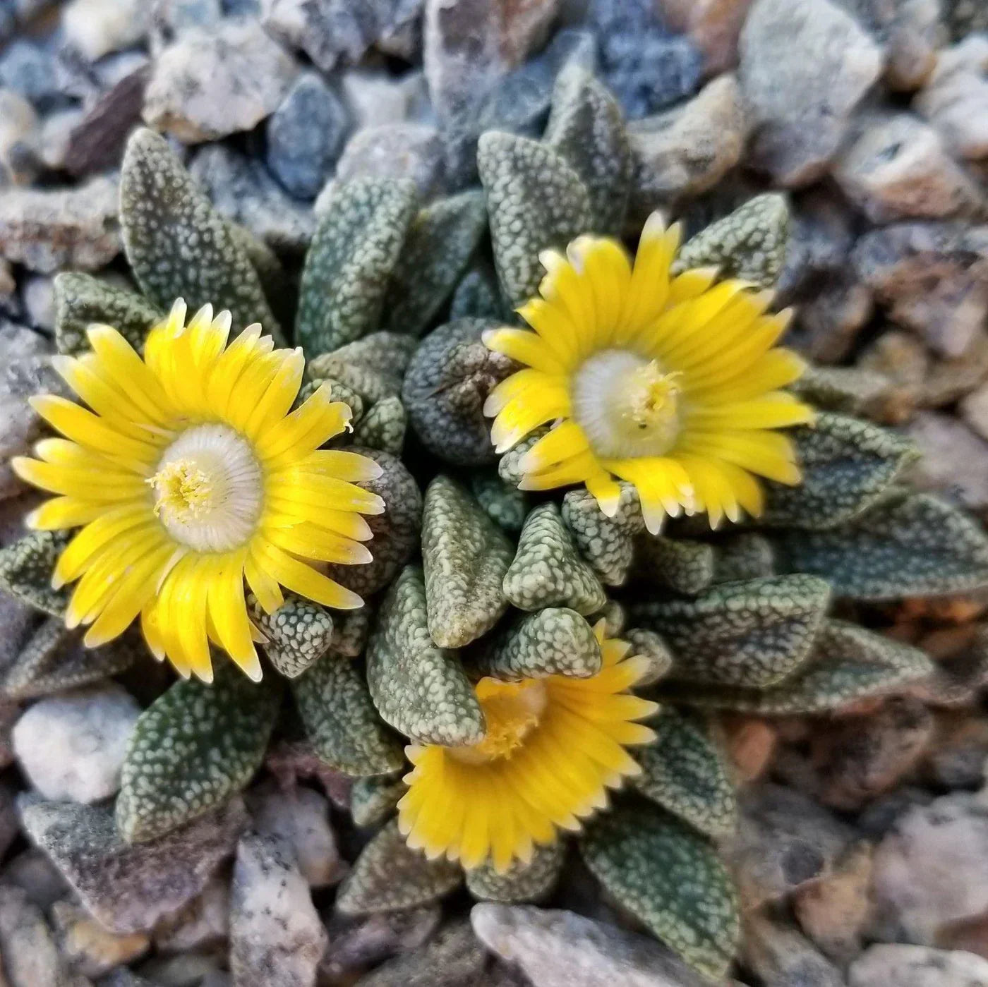 Yellow Nananthus Seeds for Planting
