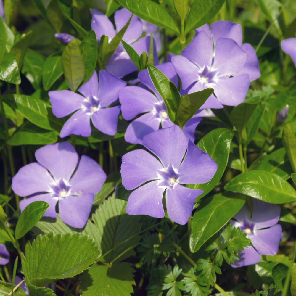 Periwinkle Flower seeds for Planting - Colorful Display, Heirloom & GMO Free Seeds for Home Garden