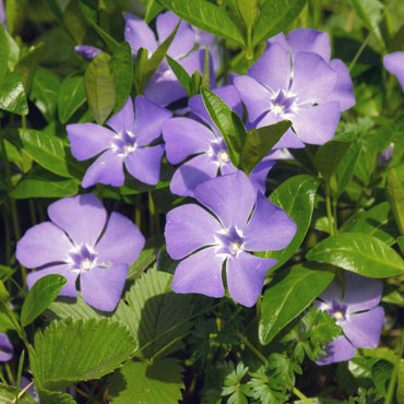 Periwinkle Flower seeds for Planting - Colorful Display, Heirloom & GMO Free Seeds for Home Garden