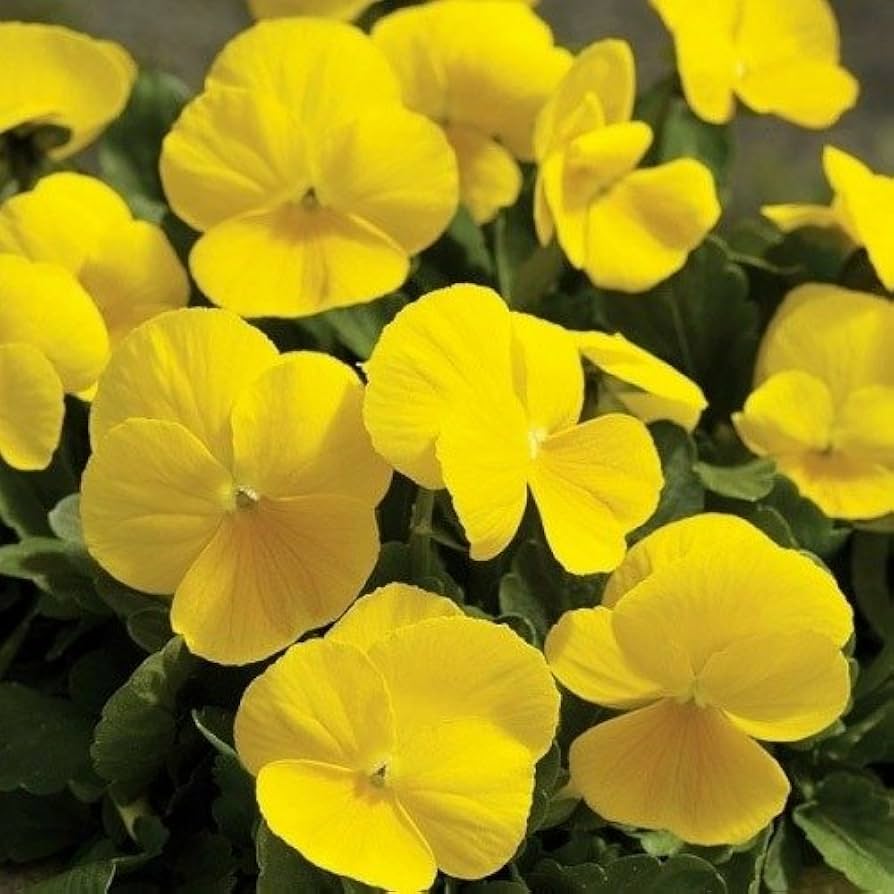Viola tricolor Yellow Flower Seeds
