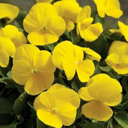 Viola tricolor Yellow Flower Seeds
