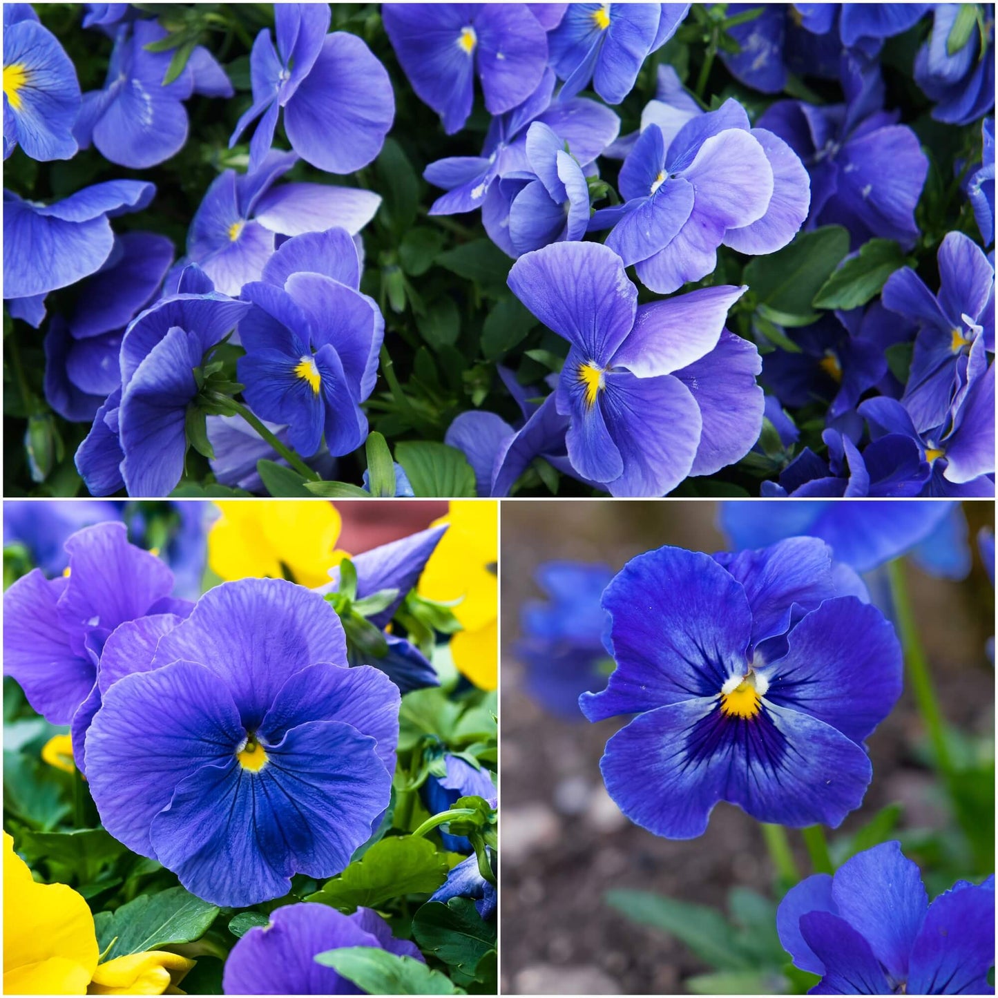 Blue Pansy Flower Seeds