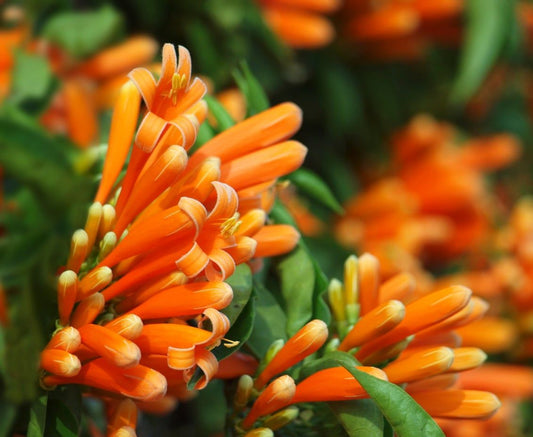 Orange Honeysuckle Flower Seeds