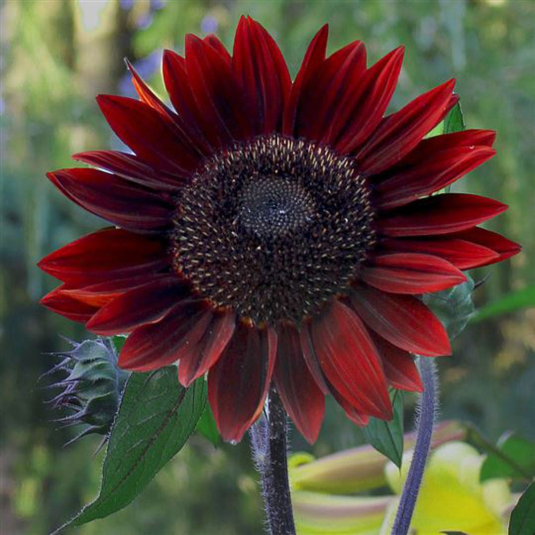 Moulin Rouge SunFlower seeds for Planting Wildflower Mix Heirloom & GMO Free Seeds for Home Garden 
 
 Sale seeds for home garden planting