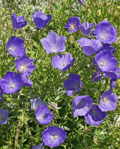 Campanula Carpatica Blue Flower Seeds