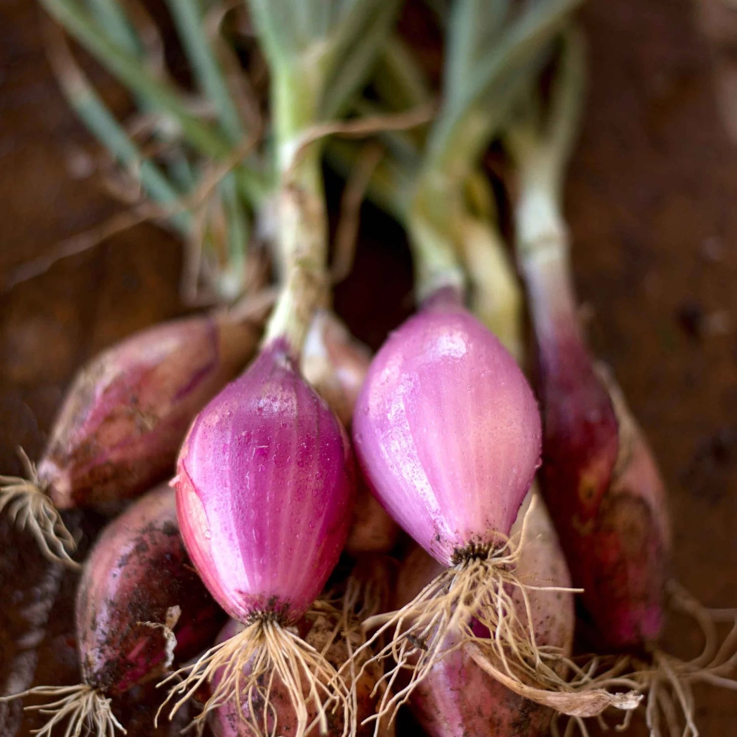 Red Long of Tropea Onion Vegetable Seeds