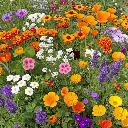 southern wildflower seed mix Southern California Wildflower Seed Mix for Planting – Heirloom, Non-G – Pure Asia Seeds