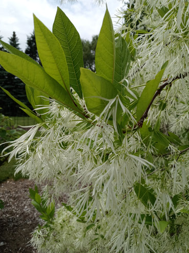 Fringe Flower Seeds