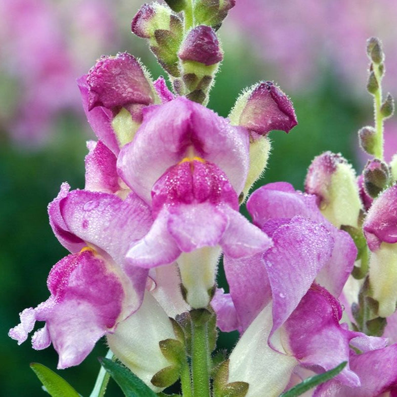 Snapdragon Flower Seeds